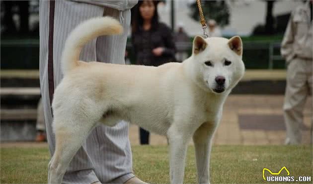 犬物语：不止柴犬与秋田，这些可爱的日本犬，通通很疗愈