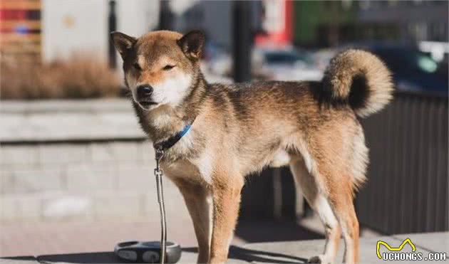 犬物语：不止柴犬与秋田，这些可爱的日本犬，通通很疗愈