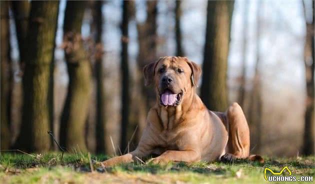 犬物语：不止柴犬与秋田，这些可爱的日本犬，通通很疗愈