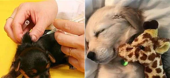 星期狗的障眼法—最终章及购犬指南
