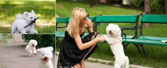 比熊犬要怎么养才能健康长寿？这6个方法要记好