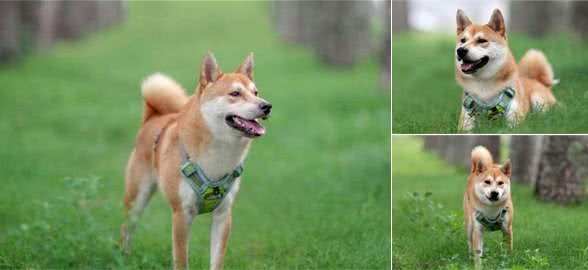 日本秋田犬和中华田园犬啥关系，这些秘密，有多少是你不知道呢？