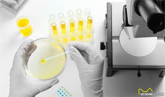 狗狗尿频、尿疼、无故失禁，也许是尿路细菌感染，要提早预防