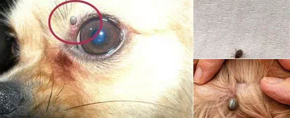 狗狗感染蜱虫了怎么办?