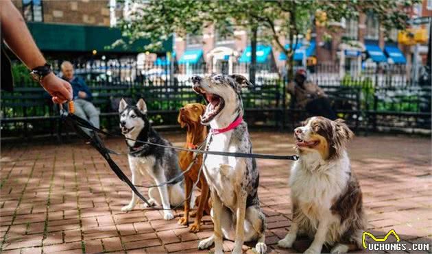 训犬师熬夜整理，收藏过万的养狗必备指南