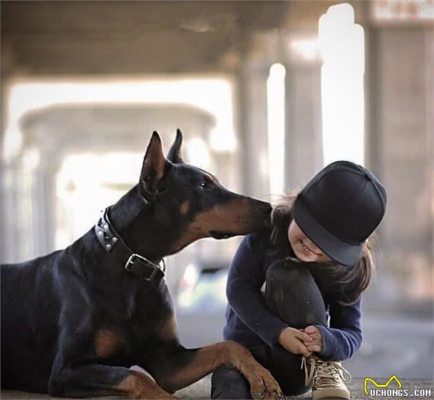 杜宾犬，集线条力量于一身，一个深藏不露的剑客!