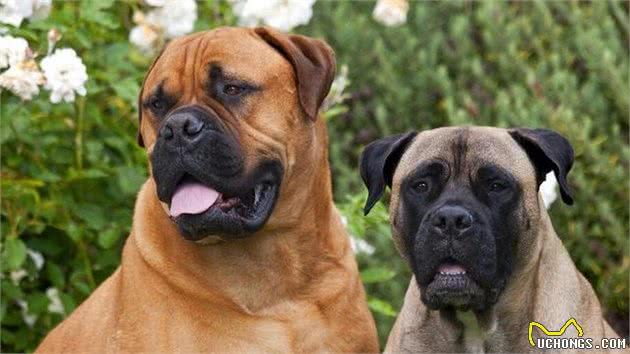 世界名犬—斗牛獒犬（Bullmastiff）