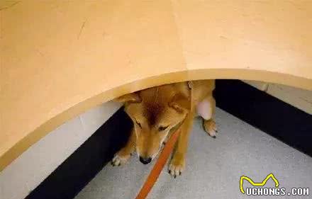 狗狗关笼子哀嚎怎么办？