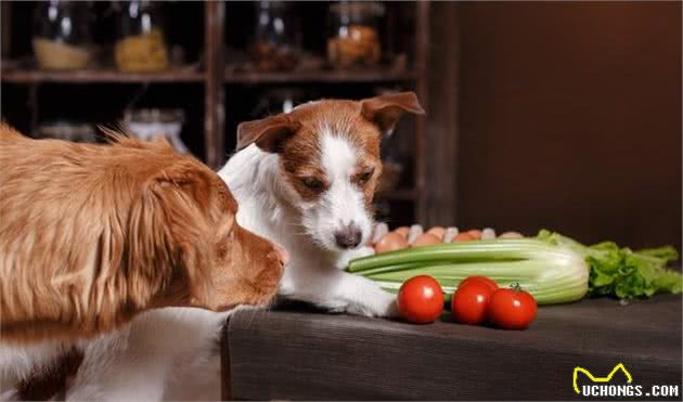 狗狗能每天吃米饭吗？狗狗应当吃犬粮还是米饭呢？