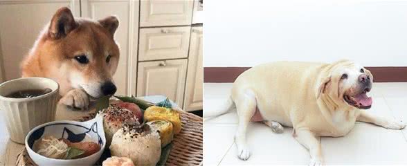 狗狗能每天吃米饭吗？狗狗应当吃犬粮还是米饭呢？