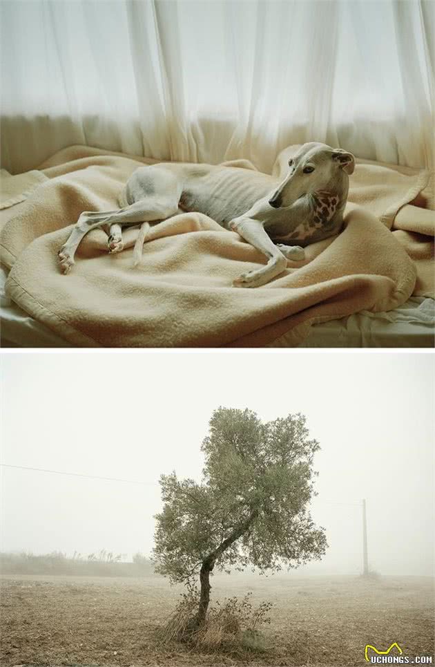 影象记载：西班牙受虐猎犬的康复之路