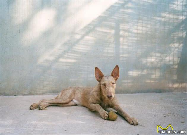 影象记载：西班牙受虐猎犬的康复之路