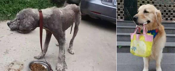 又脏又丑的病狗被女子领走一年后成神犬，有人出100万却不卖！