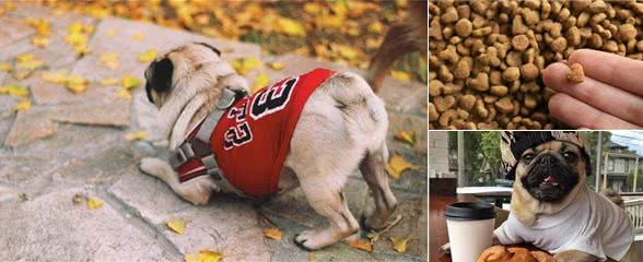 巴哥犬吃什么犬粮好？