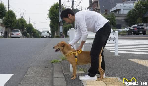 浅谈如何训犬，怎样才能训出好狗狗