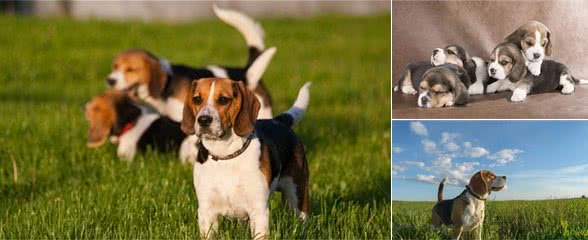 森林之铃—米格鲁猎兔犬