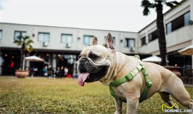 辟谣！茶杯犬这个品种真的存在？基因突变是诱因，别让可爱变伤害