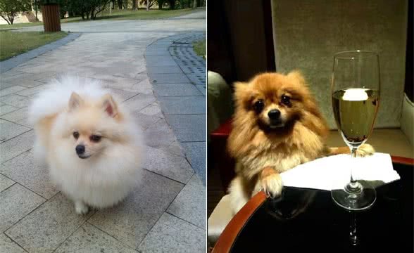 我喜欢博美犬，博美犬好养吗？