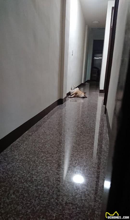 12岁高龄柴犬走到生命尽头，硬撑上街排便，去世当天才诊断肝癌