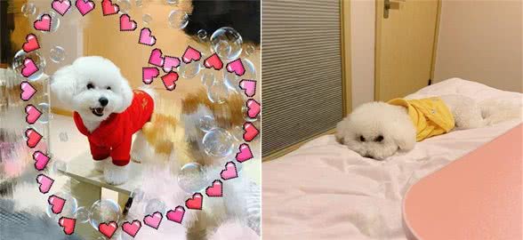 饲养比熊犬的六个禁忌你知道吗？作为家长们不能犯了