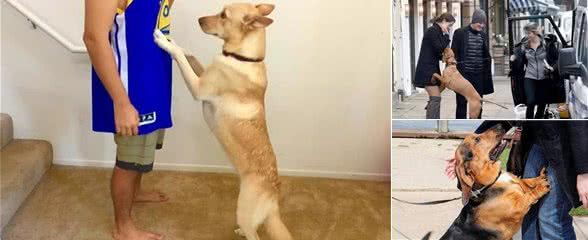宠物狗喜欢扑人怎么办？
