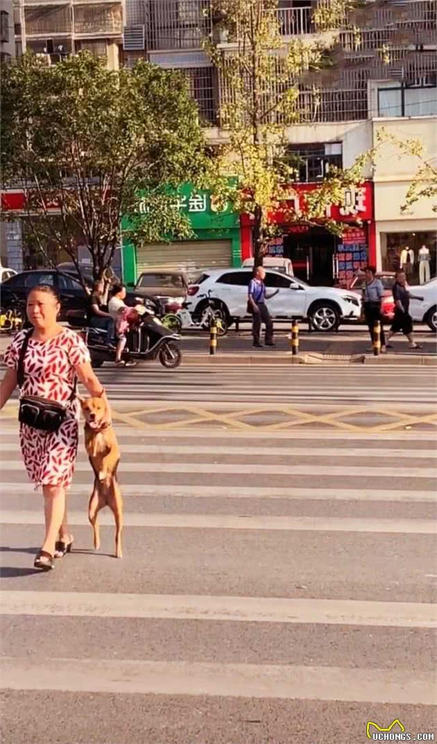 大姐用特别方式牵狗过马路，吸引众人眼光，一时没忍住瞬间笑喷