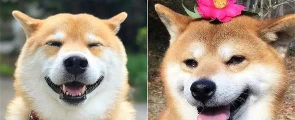 柴犬最全性格分析，看看你适合养柴犬吗?