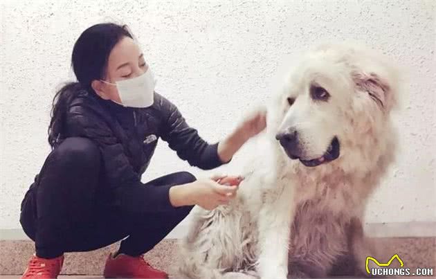 长毛犬日常梳理方法，告别打结难梳理