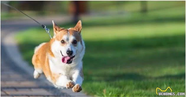 柯基犬怎么养，作为主人，你了解吗？看一下该注意的地方，健康养狗