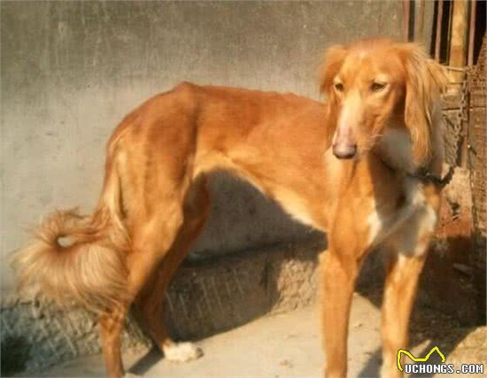 养好细犬，你不可不知道的小秘密