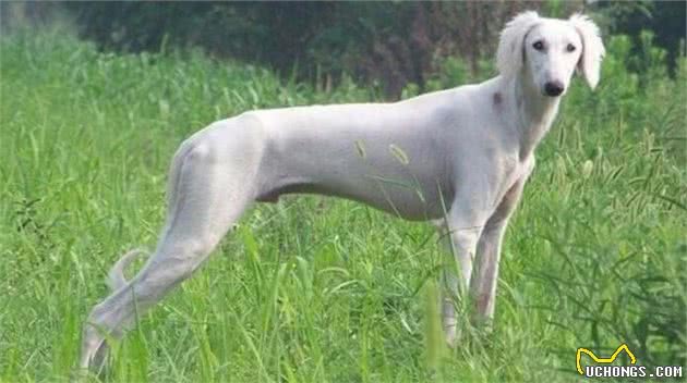 养好细犬，你不可不知道的小秘密