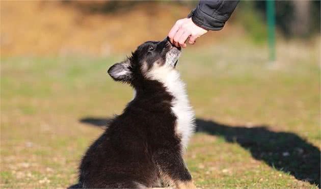 训犬师身上总带有几种零食？有大有小，训练零食也有讲究？