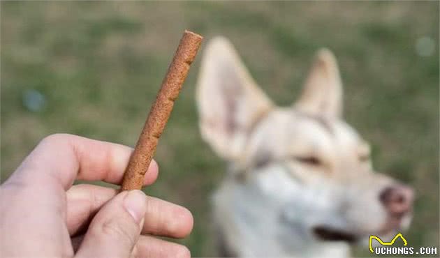 训犬师身上总带有几种零食？有大有小，训练零食也有讲究？