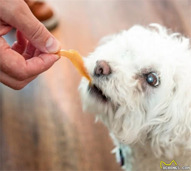 训犬师身上总带有几种零食？有大有小，训练零食也有讲究？