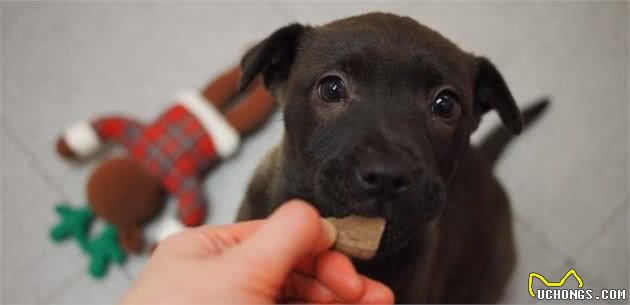 训犬师身上总带有几种零食？有大有小，训练零食也有讲究？