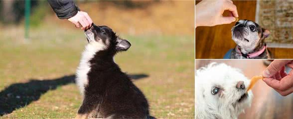 训犬师身上总带有几种零食？有大有小，训练零食也有讲究？