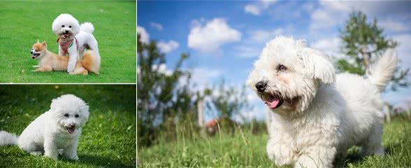 比熊犬是比较优秀的宠物犬，怎么才能买到称心的比熊犬呢？