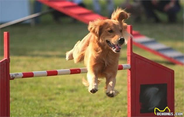 哪些食物是犬粮中含有的，而平时不能直接吃，可能会伤害狗狗