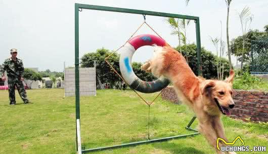 哪些食物是犬粮中含有的，而平时不能直接吃，可能会伤害狗狗