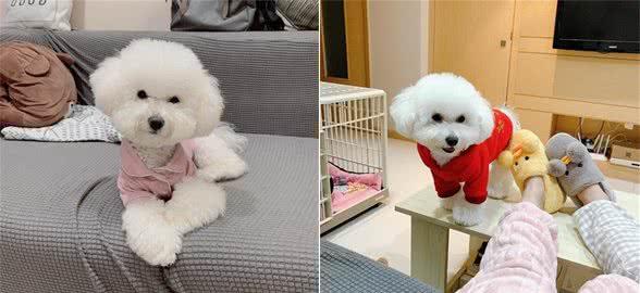 狗狗喝水讲究多，5大错误不能犯，不然会害了你的狗
