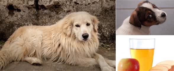 你的狗狗身上有跳蚤？试试使用醋来击退狗狗的跳蚤