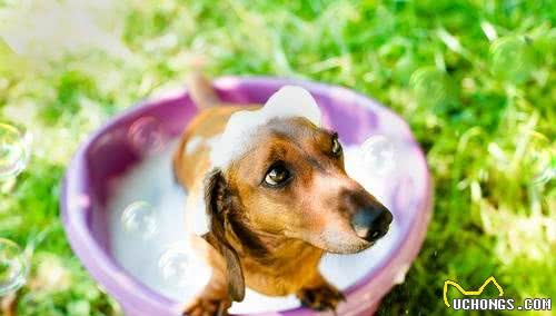 十种能够缓解犬过敏的方式，防止狗狗瘙痒，让它做回自己