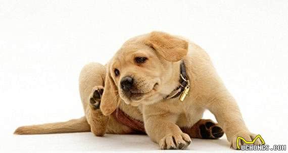狂犬病和伪狂犬病的症状区别