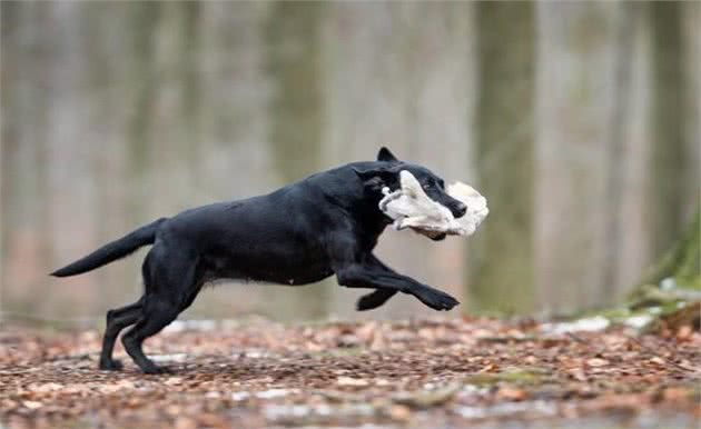 常常给狗狗换犬粮是好是坏？