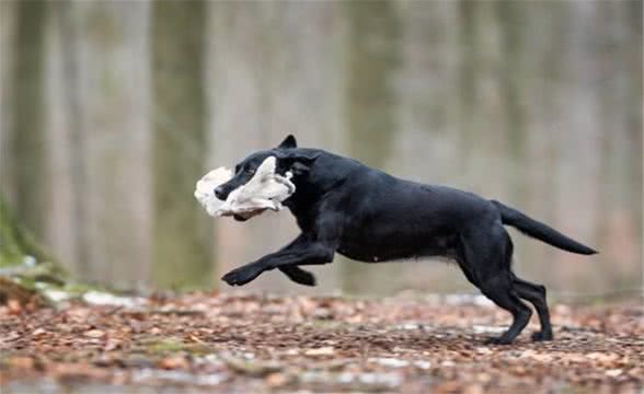 常常给狗狗换犬粮是好是坏？