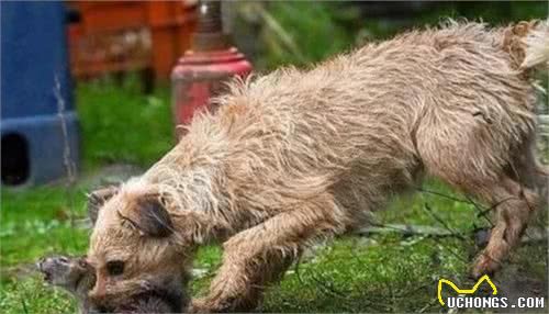 狗拿耗子多管闲事？英有一种梗犬是专门捕鼠，8犬猎杀700多鼠