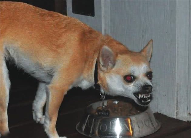 犬护食，看到陌生人就想咬？狗狗可能需要进行脱敏训练