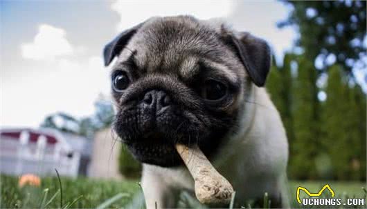 犬护食，看到陌生人就想咬？狗狗可能需要进行脱敏训练