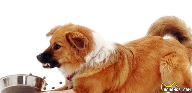犬护食，看到陌生人就想咬？狗狗可能需要进行脱敏训练