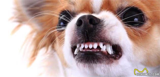 犬护食，看到陌生人就想咬？狗狗可能需要进行脱敏训练